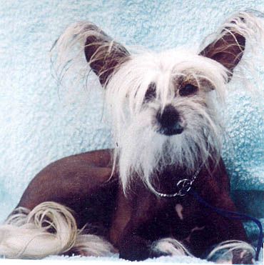 Erratum Blue De La Colline Boisee De Puy-Boss