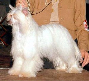 Expression-Windcrest Isis