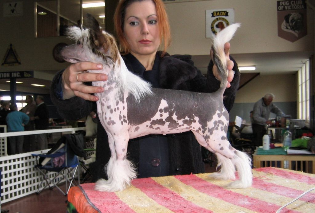 Fairyhorse Dash For Sash