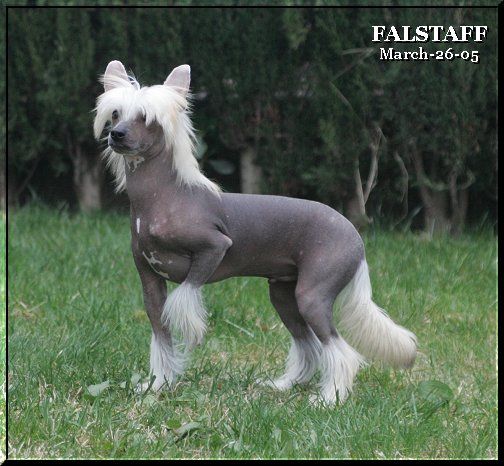 Falstaff Della Castafiore