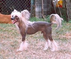 Finstock Z Kamilova Dvora