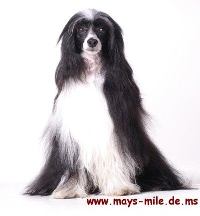 Frendor's O'Prince Regent