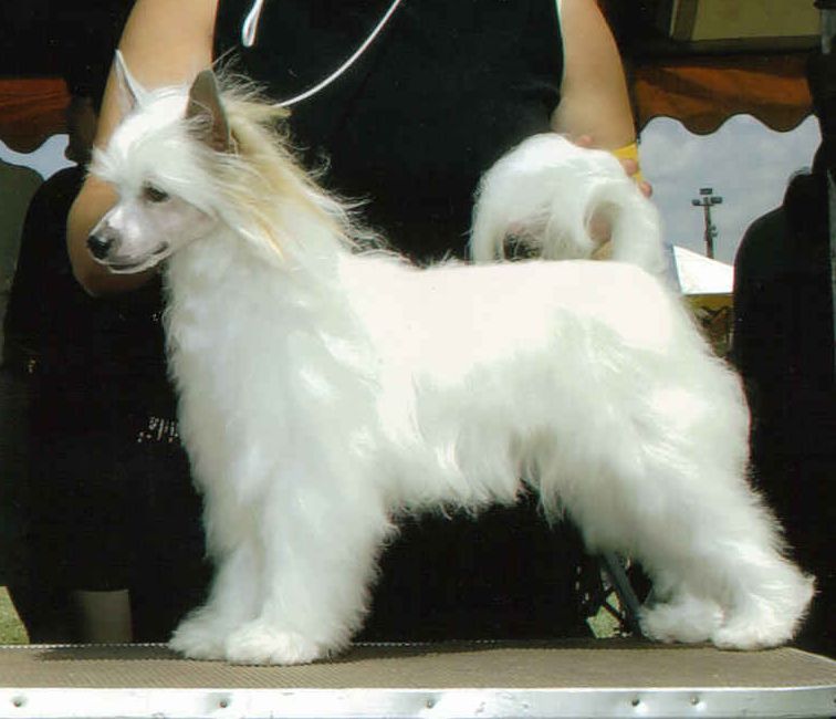 Gerico's Cloud Dancer