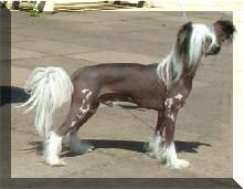 Habiba Devil In Disguise At Debrita