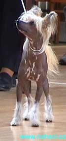 Happy Star Od Chlpiku