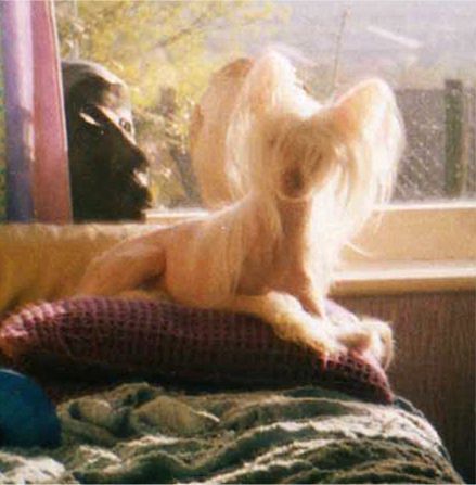 Heaven Can Wait By Lishinto