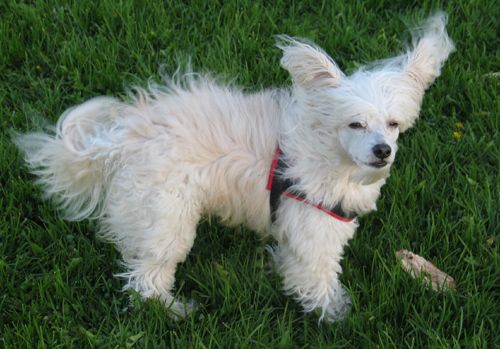 Hebblas Little Finger