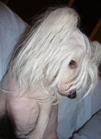 Hebblas Little Linseed