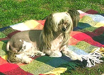 Hot Gossip von Shinbashi