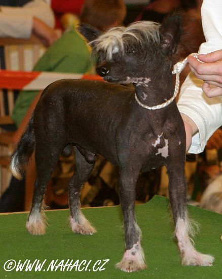 Ice Moonswift Od Zlate Samanty