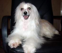 In-Sa-In Al-Sjuzanna Svift