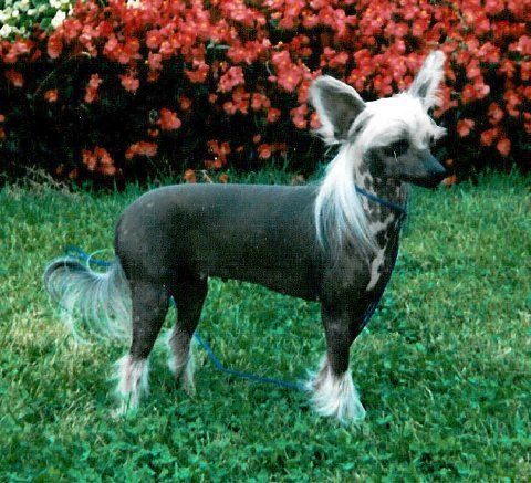 Ioko Ya Sha-Na Du Gue De Launay