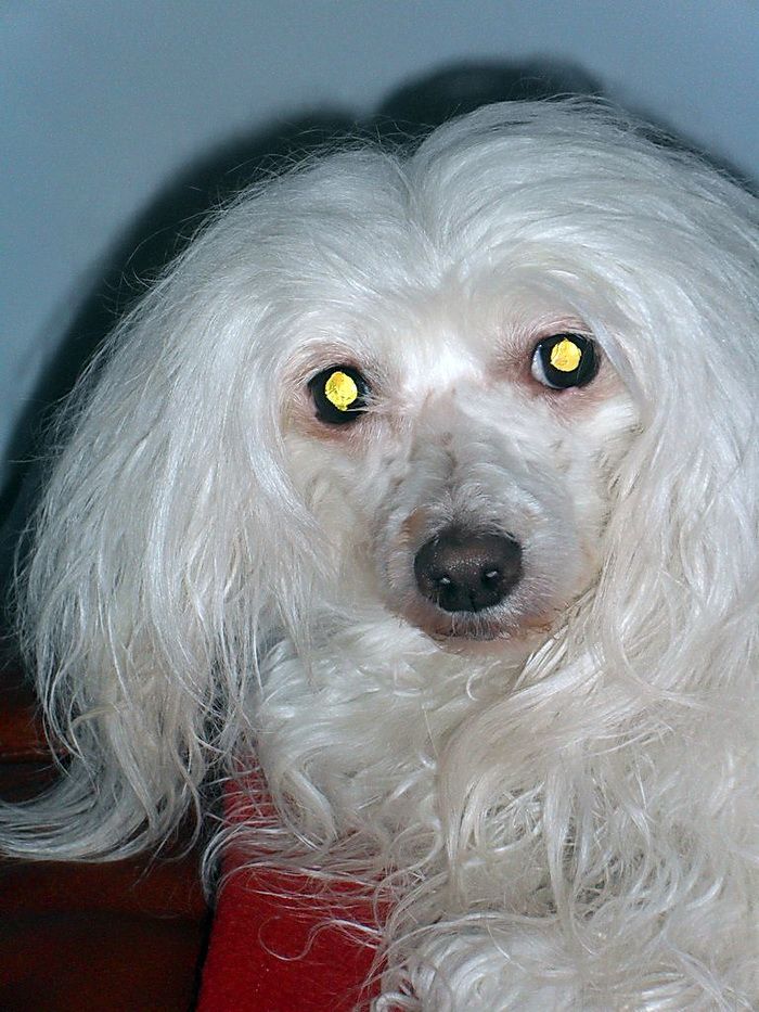 Irgen Gold Julien Sorel