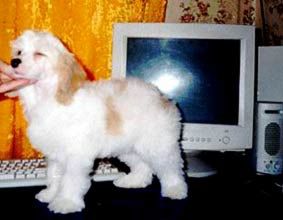 Irgen Gold Patrick Sveizy