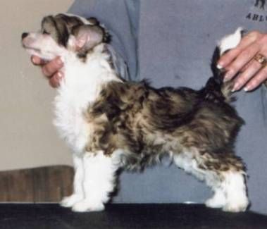 Jahan Bodacious Beau