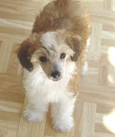 Jewels Fuzzy Wuzzy Brown