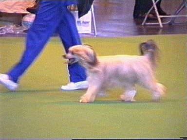 Jhanchi Mercury (at Cavkinless)