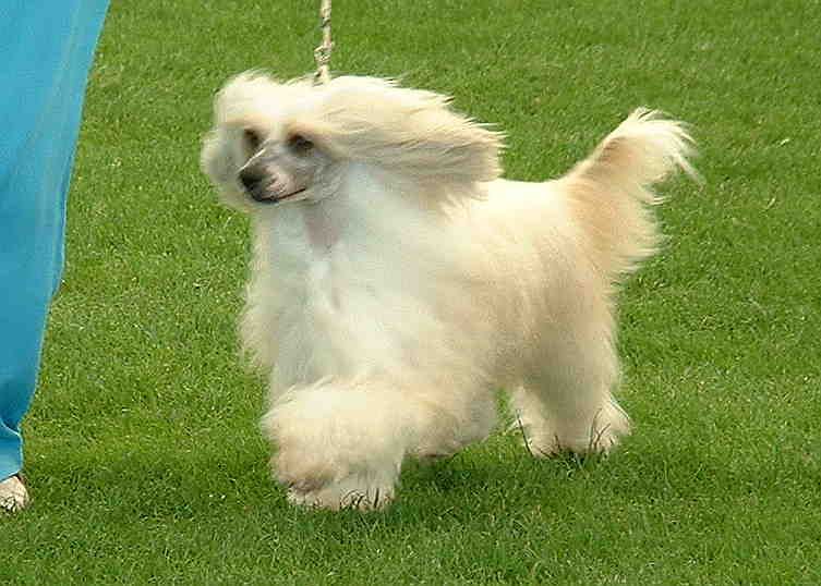 Jhanchi The Golden Gun