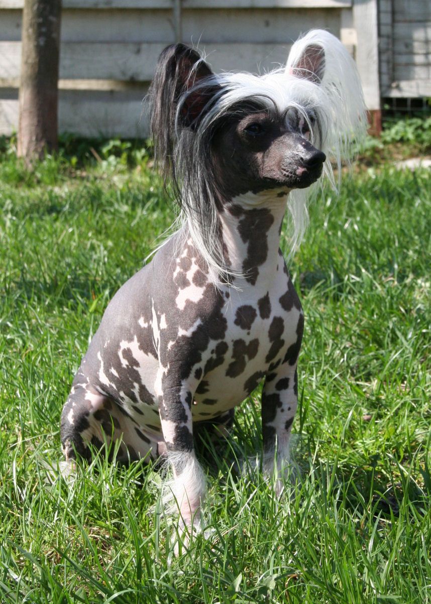 Joyway's Ghostbuster