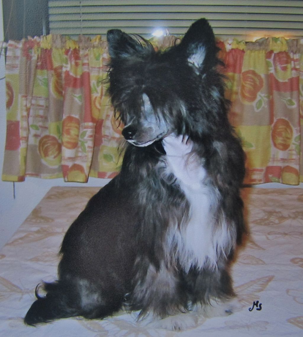 Joyway's Gipsy Queen