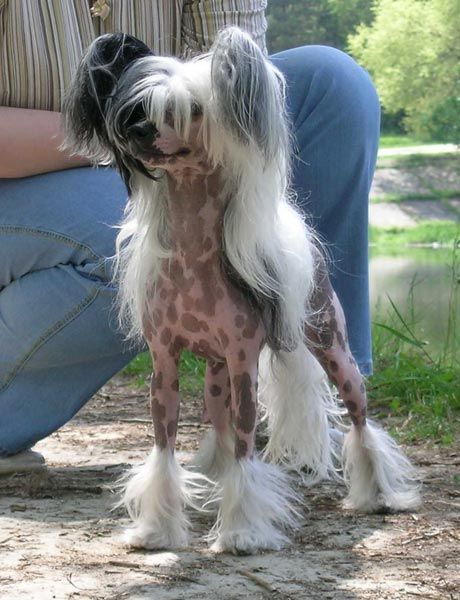 Joyway's King Kredofesta