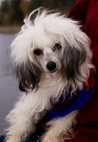 Joyway's More Than Life