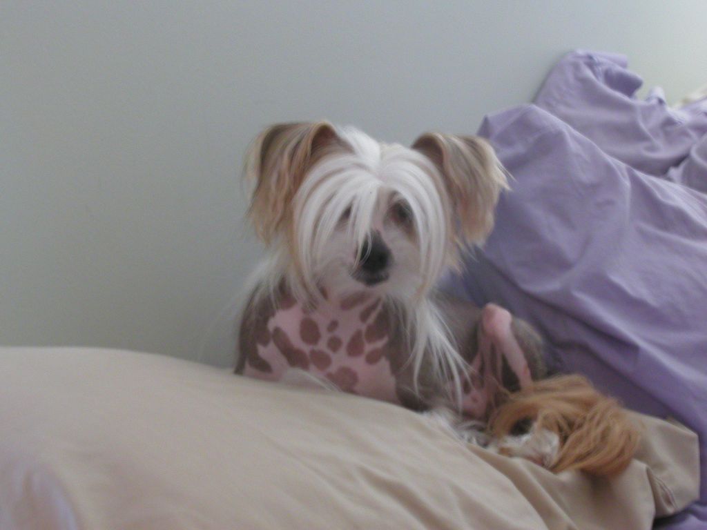 Kamaji Here Comes Trouble