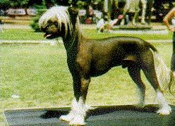 Kaschmir von Shinbashi