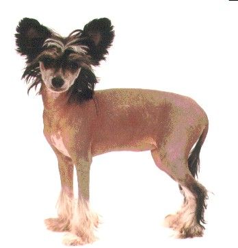 Kassemin Ta Kay od Zlate Samanty