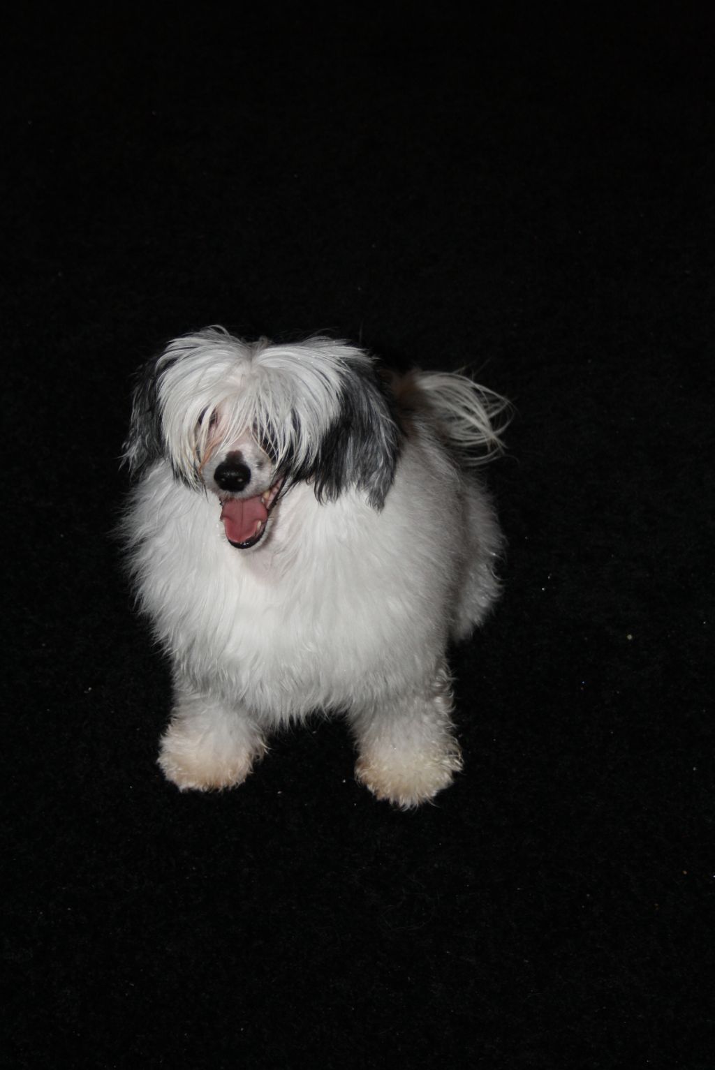 Kaunisvirran Hajuherne