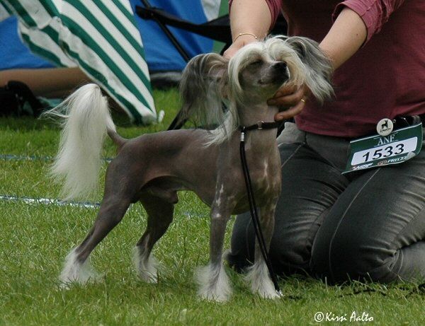 Kiikunkaakun Ehkäpä Enkeli