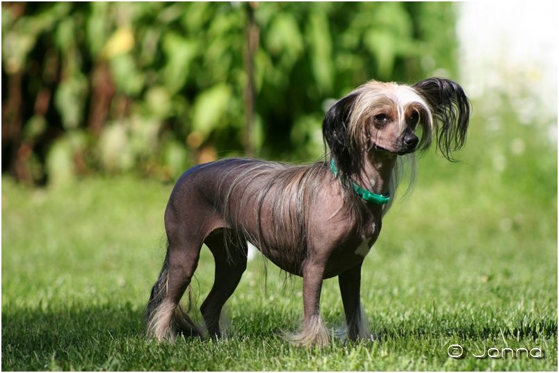 Koirakerman Belladonna