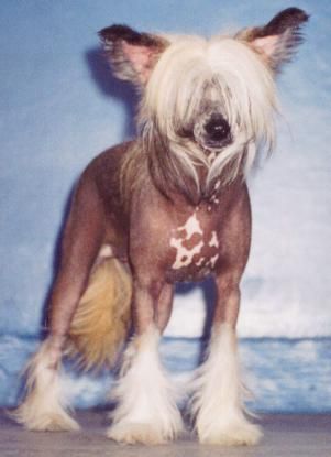 Kredo Festa Dew-Drop