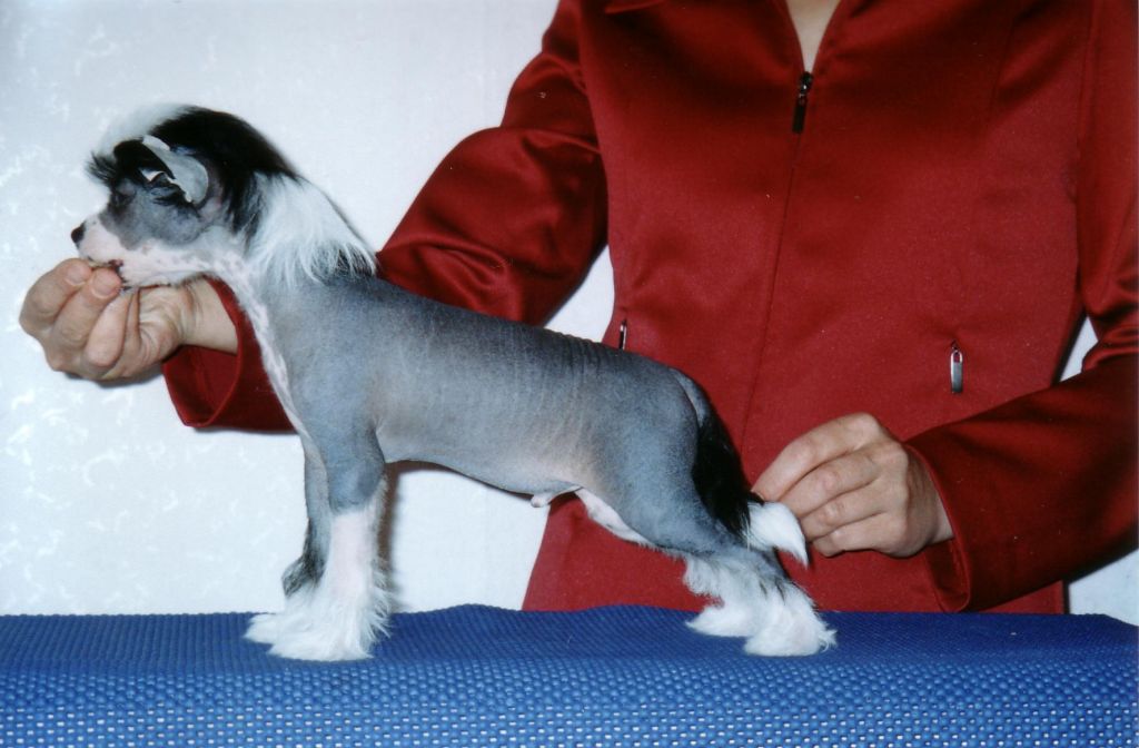 Kredo Festa Radiance Of My Eyes