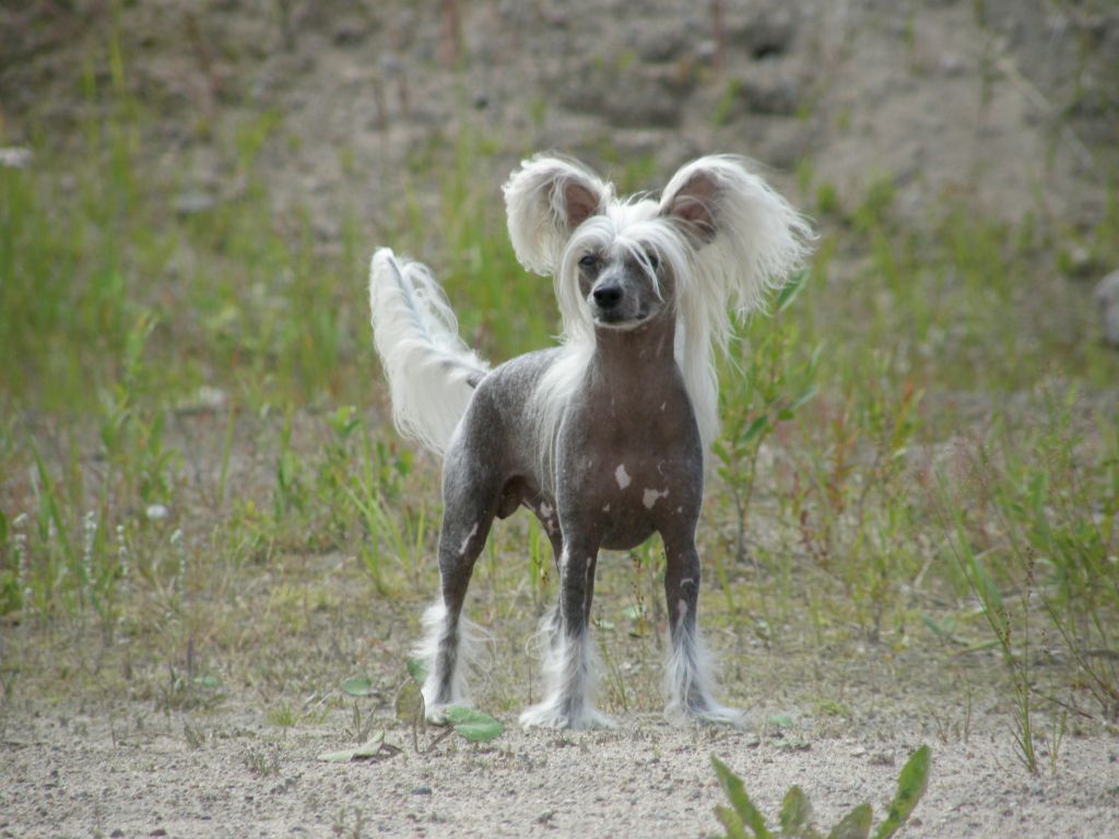 Kuminaaman Bablo Picasso