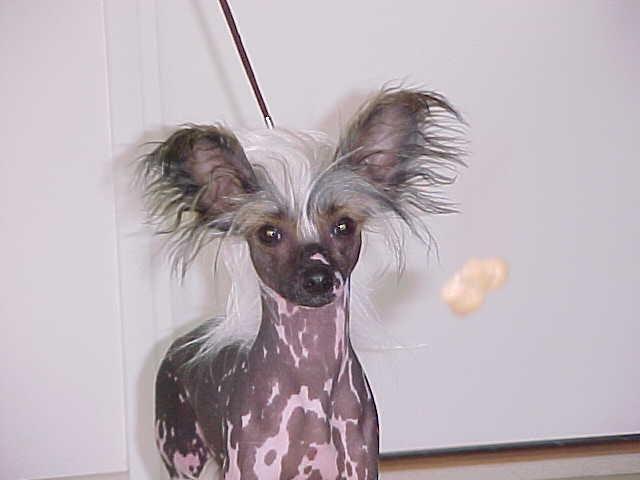 Kuutarhan Hiekkamyrsky