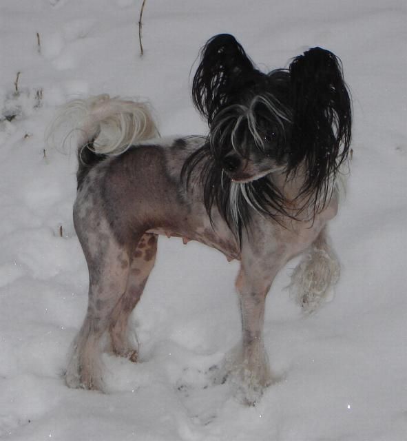 Magic Carpet's Amazing Grace