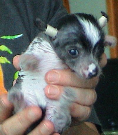 Magic Carpet's Barbarella