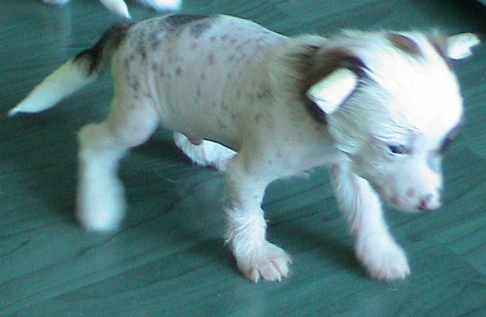 Magic Carpet's Bundy Al