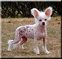 Marachinos Appleofmyeye