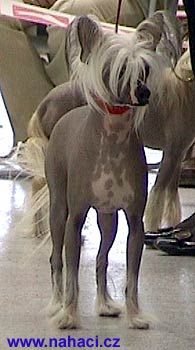 Menuet Crest Od Chlpiku