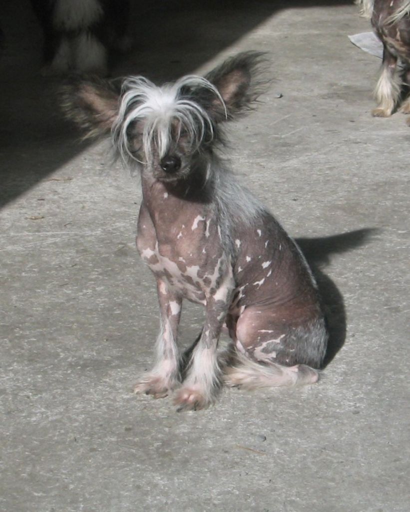 Mohawk How Amazement