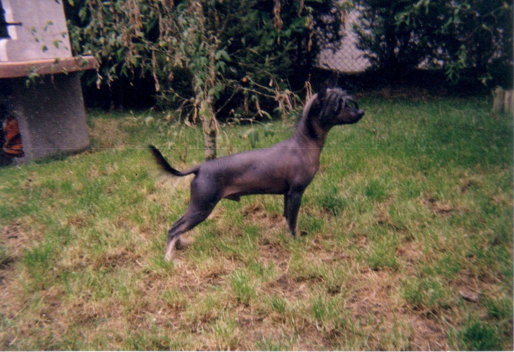 Nelson Du Manoir De La Baugeoire