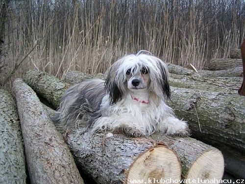 Odyssea Powder Od Chlpiku