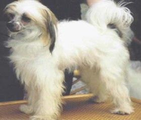 O Happy Hunter Vom Wiesentäli