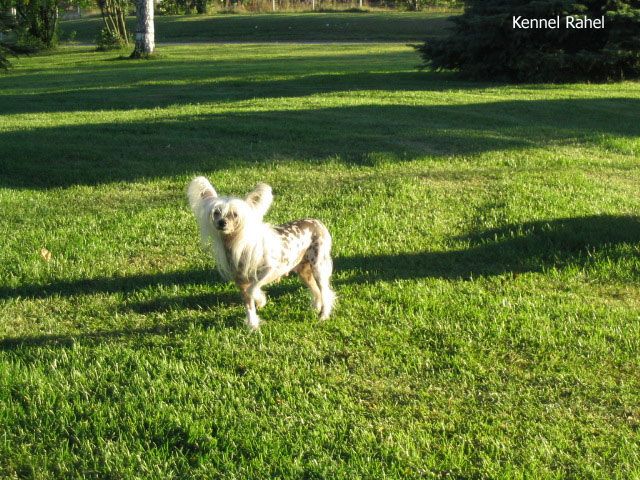 Oika Bull Apiles Sorcière