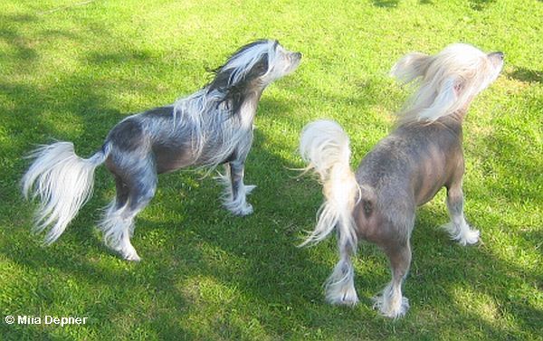 Old Chum's Funnyface