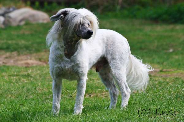 Old Chum's Goldfinger