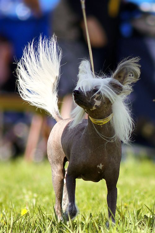 Old Chum's Good Enough