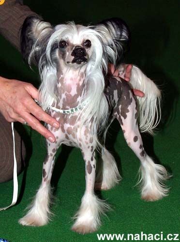 Oozzoo Ripley's Believe It Or Not At Lemiz